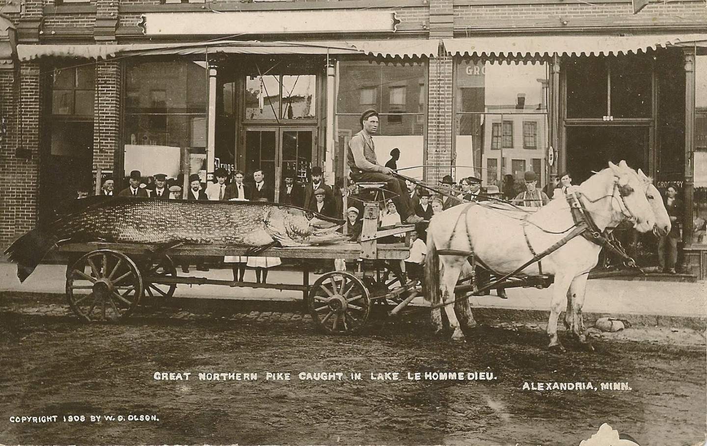 luccio gigantesco catturato nel 1908 in Minnesota
